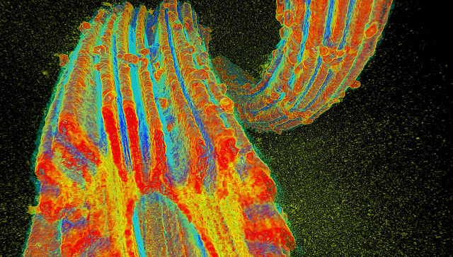 infrared image of uranium found underwater