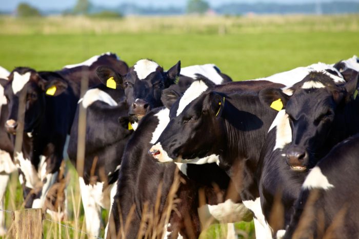 field full of black and white dairy cows