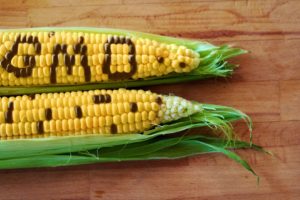 GMO crops and food integrity