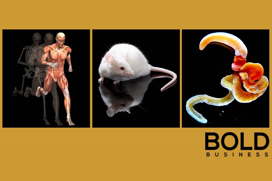 Mice Worm Human medical regeneration