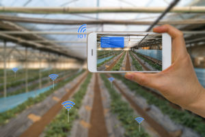 Agriculture Tech - sensors collect crop data