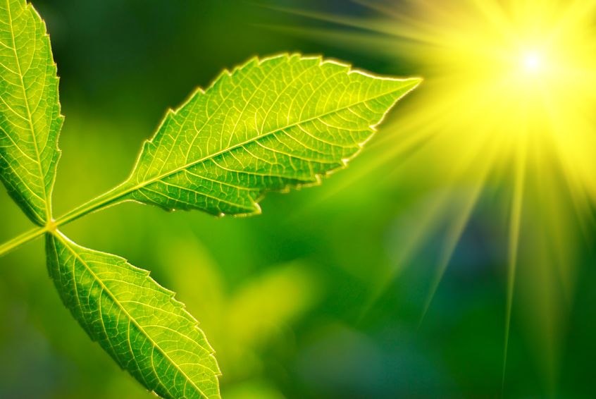Green Leaf with glowing sun - artificial leaf energy