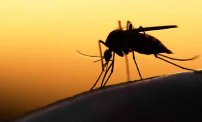 a photo of a magnified mosquito's silhouette amid a sunset background in relation to the topic of anti-mosquito technology