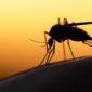 a photo of a magnified mosquito's silhouette amid a sunset background in relation to the topic of anti-mosquito technology