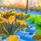 Future Of Food: 20 Startup Companies Innovating Food Production