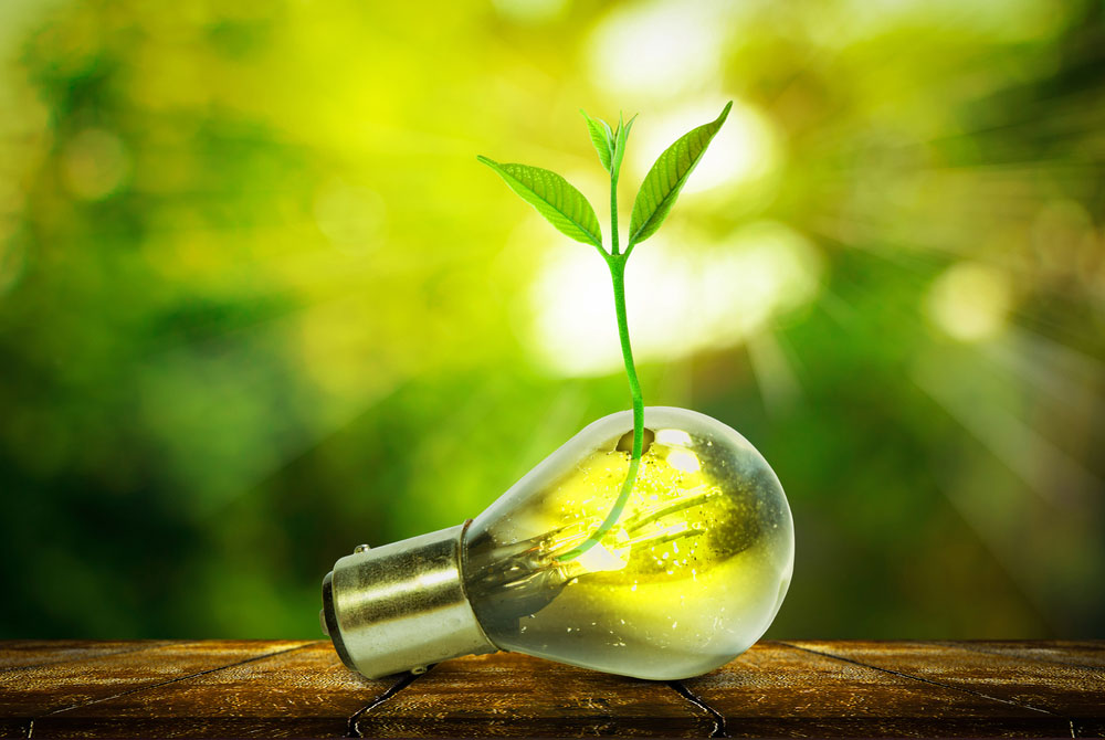 Light bulb and tiny plant metaphor for renewable energy sources