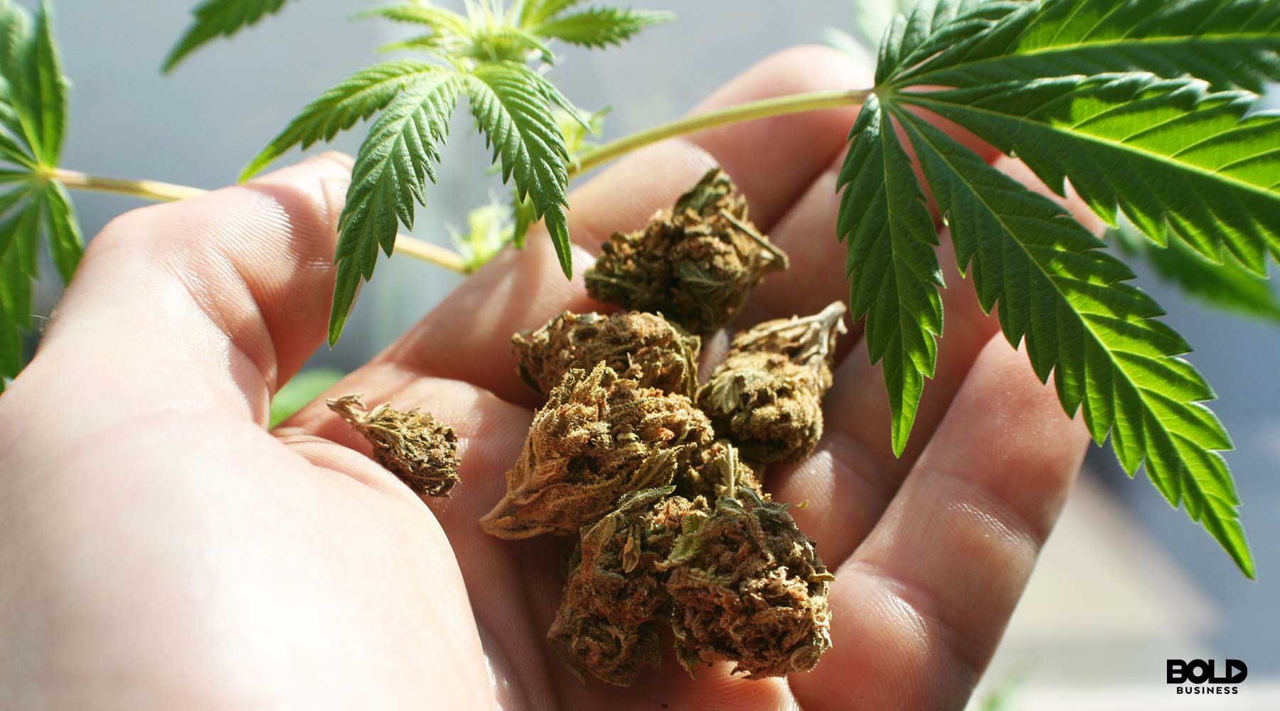 Marijuana Smugglers Illicitly exporting across the states