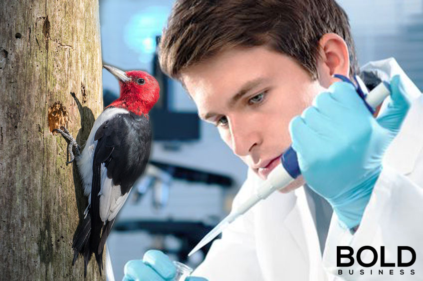 a photo of a woodpecker pecking a tree and a photo of a lab scientist doing an experiment beside it, symbolizing the woodpecker-inspired anti-vibration system that scientists have created