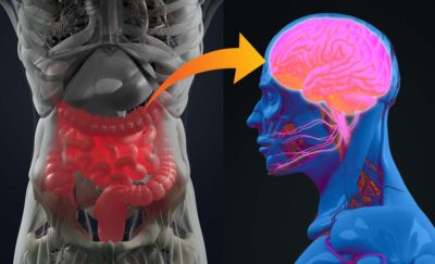 image of gut that is linked to our brain, an ms cure breakthrough