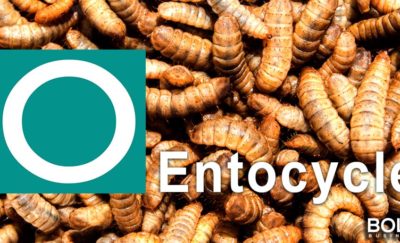 Larvae and Entocycle Logo