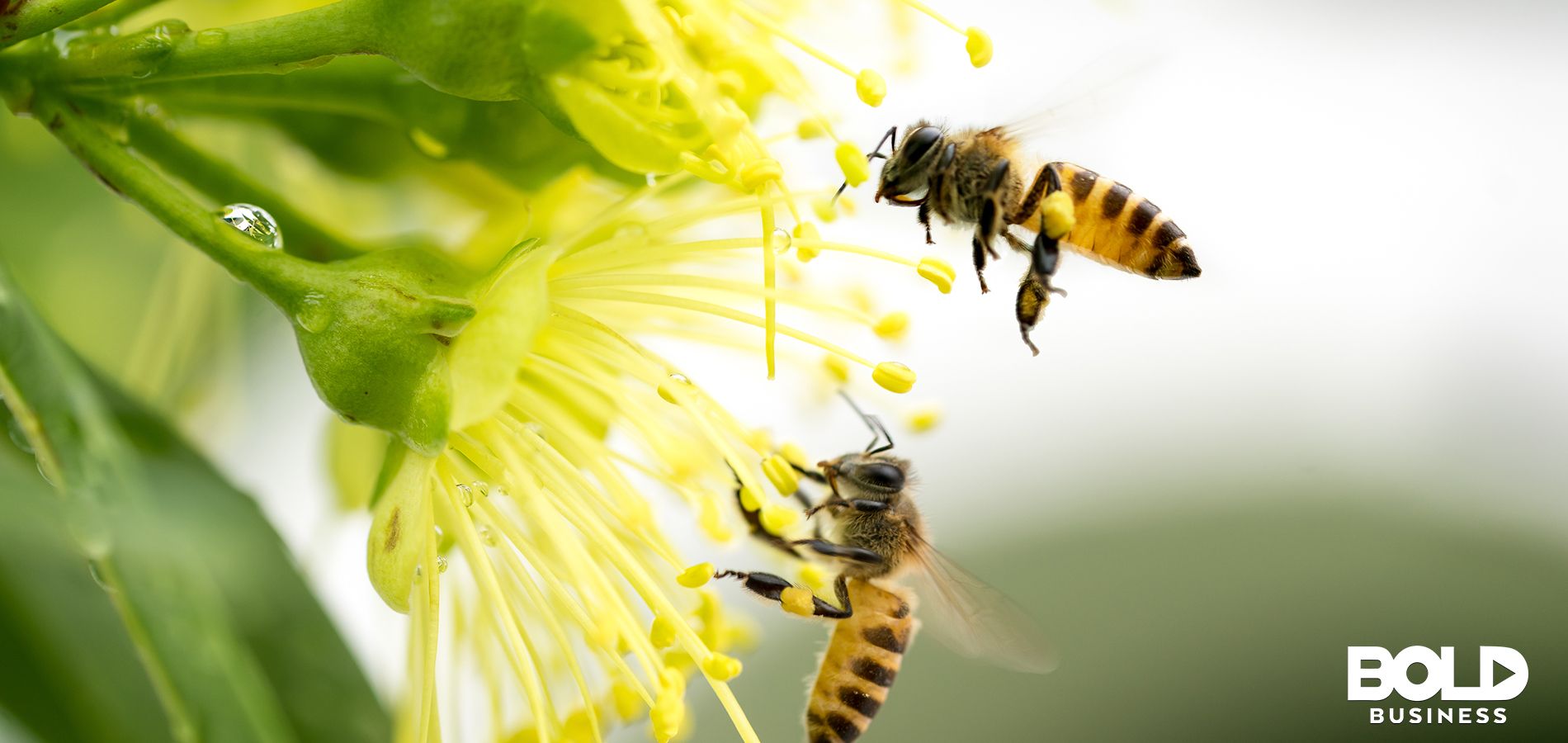 Neural Networks Decode Waggle Dance And How Honeybees Communicate