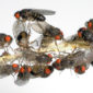 A study on fruit flies revea;s the secrets to longevity.