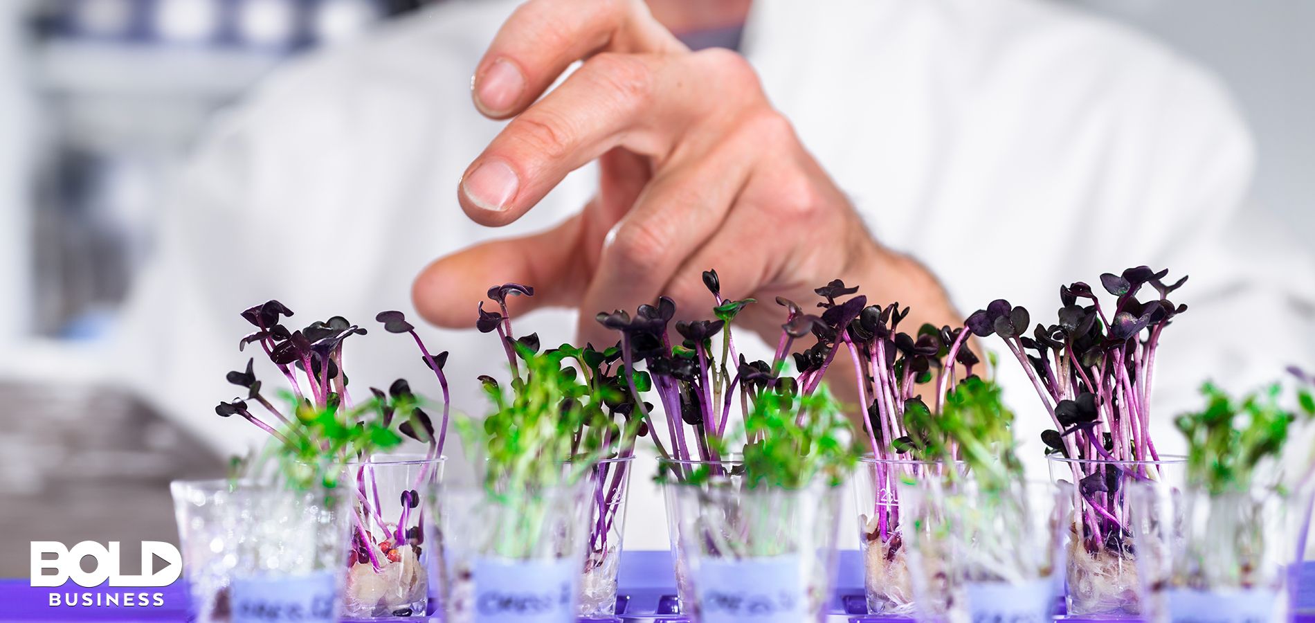 Lab farming of watercress