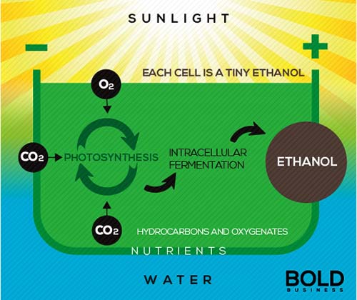 Graph showing the carbon cycle