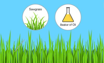 a photo showing an image of sawgrass and an image of a beaker of oil above a lawn clip art in relation to the topic of biodiesel production from non-edible plant oils