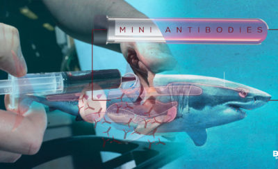 Mini-Antibodies in Shark