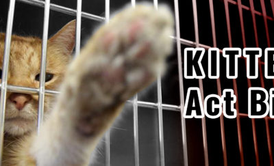 cat reaching out from a cage, kittne act