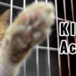 cat reaching out from a cage, kittne act