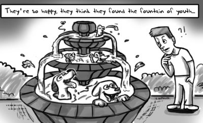 Illustrated cartoon of dogs playing in the fountain for the topic the fountain of youth for dogs.