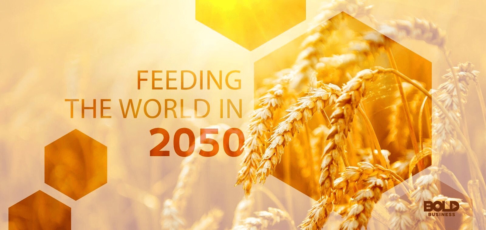 feeding the world in 2050 - wheat stalks