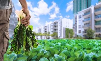 Maximizing food production is where the importance of urban farming lies.