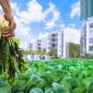Maximizing food production is where the importance of urban farming lies.