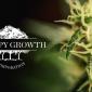 a photo of Canopy Growth Corp. full company name beside an image of a cannabis plant