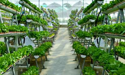 Vertical farming systems have become more advanced with advances in technology.