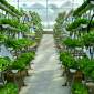 Vertical farming systems maximize space and resources.