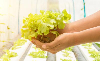 a photo of a plant held by two hands in front of rows of plants grown through indoor farming