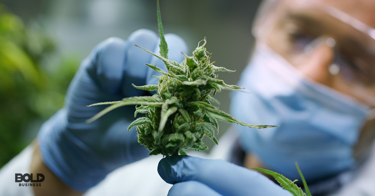 Cannabis and Medicine: The Health Effects of Cannabinoids Are the New Frontier