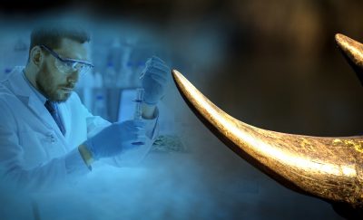photo of a scientist using stem cells to create a rhino synthetic horn in our attempt to fighting poaching