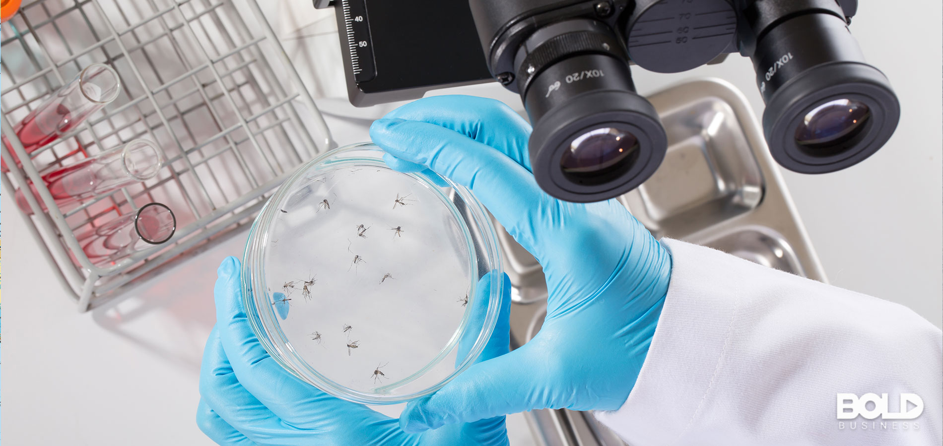 A scientist about to examine a sample of mosquitos