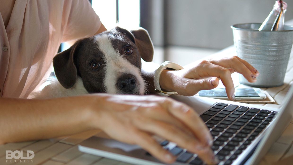 A dog instruction a human on what to type on a laptop