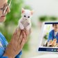 Someone showing their kitten to a virtual vet