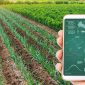 Someone holding an ag-tech app over a field