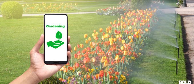Someone growing tulips via an app