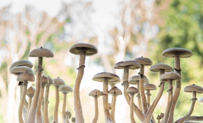 A bunch of mushrooms standing tall and proud