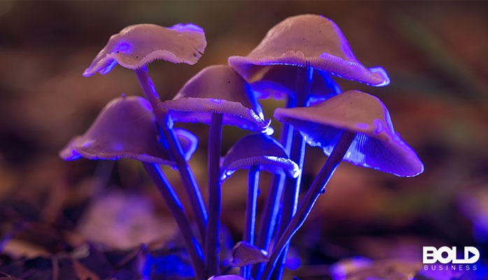 Some magic mushrooms growing under a UV light