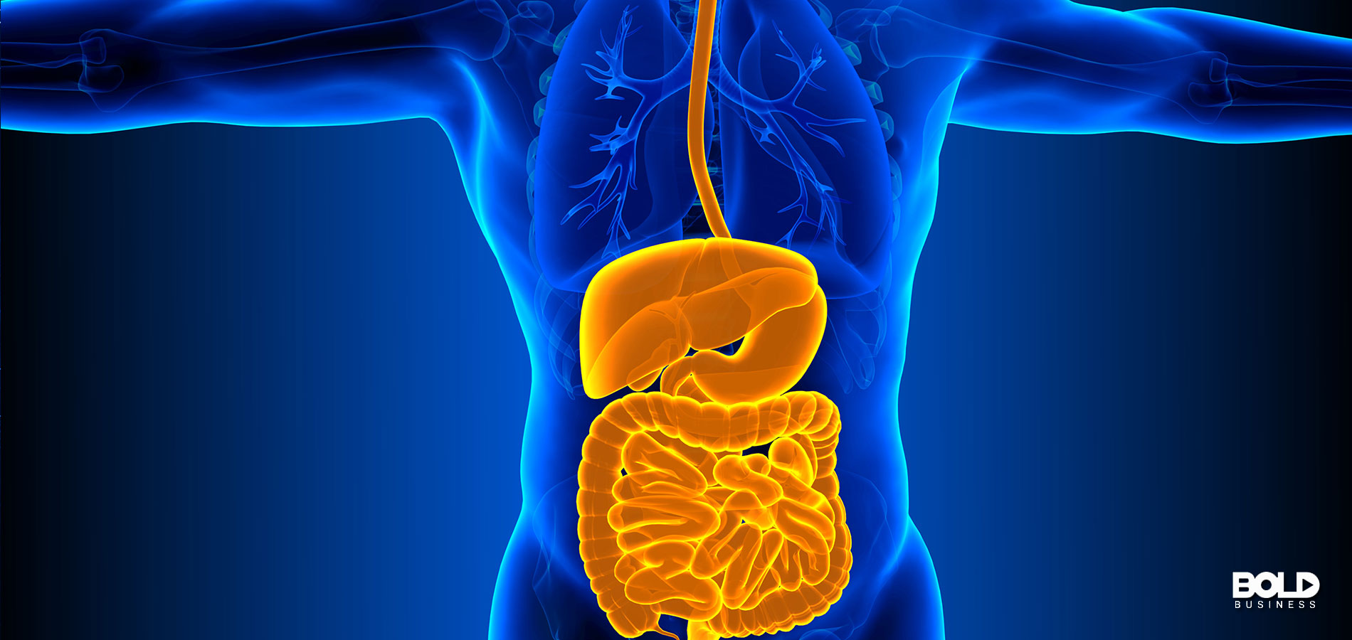 A blue person with a yellow intestinal tract