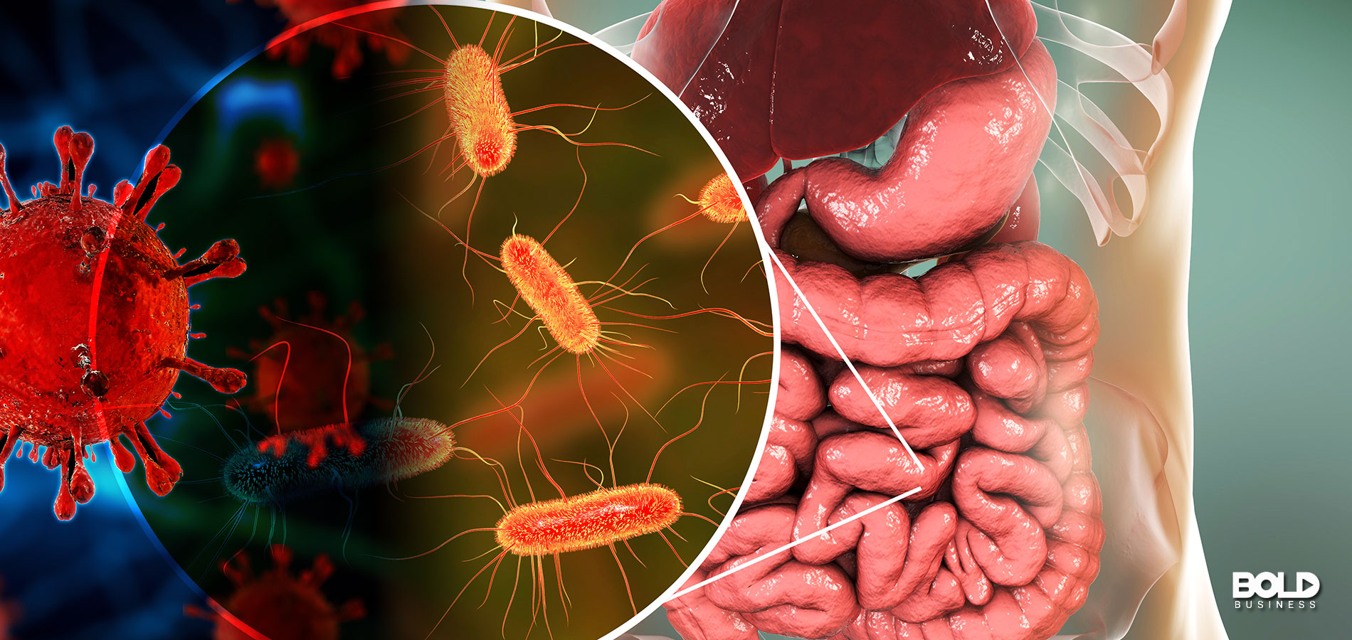 Someone's intestines with COVID in them