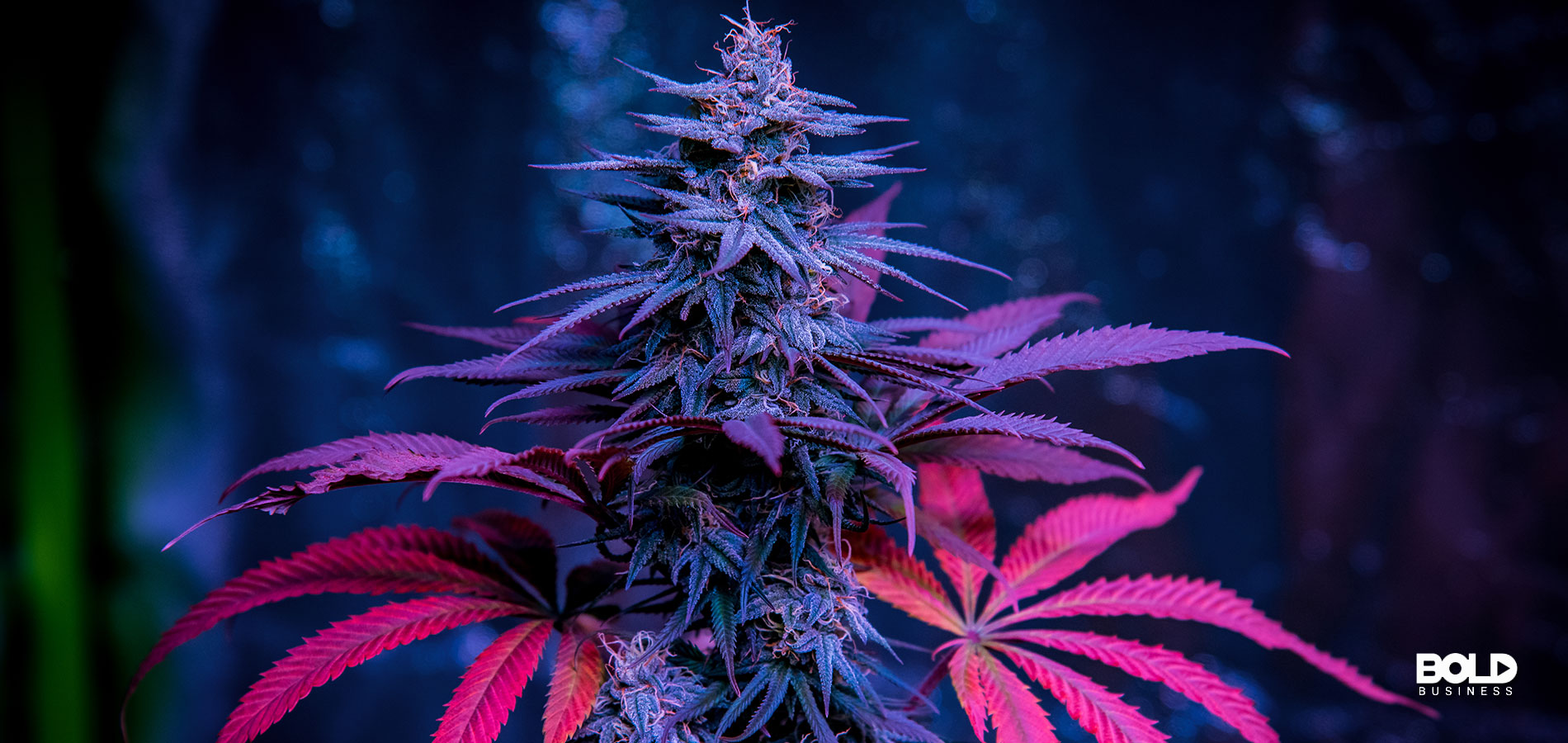 Some weird purple marijuana plant