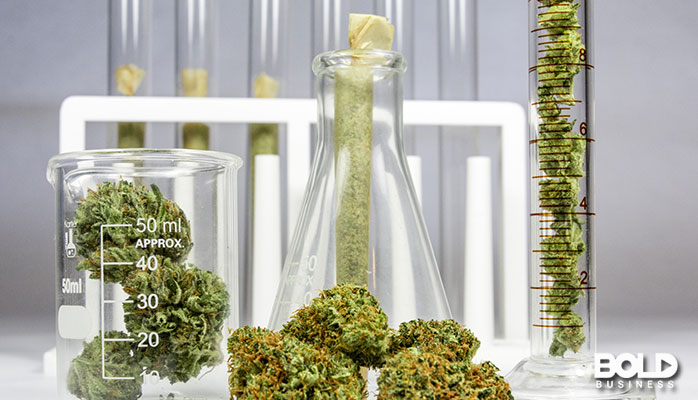 Some marijuana buds in a beaker