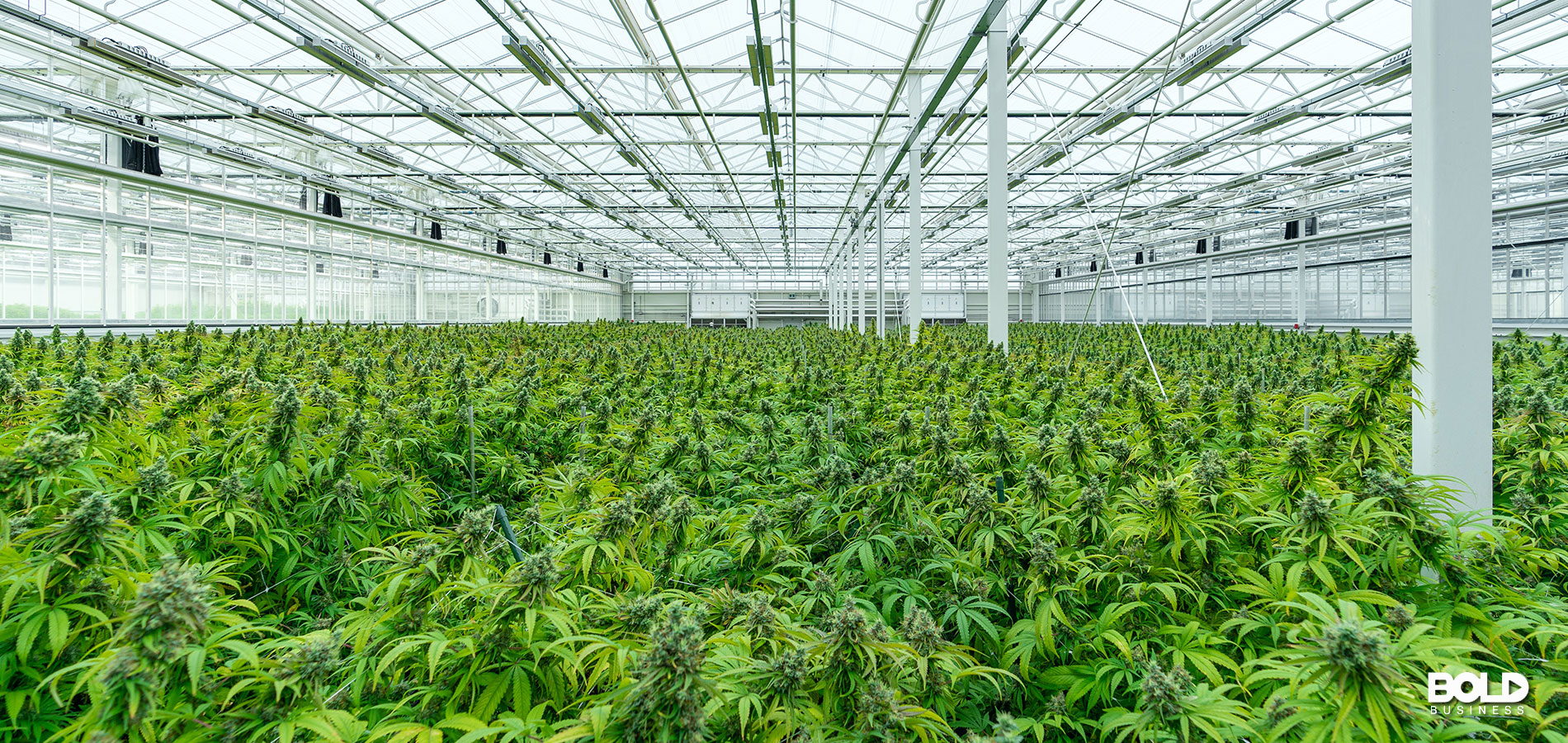 a greenhouse full of cannabis plants