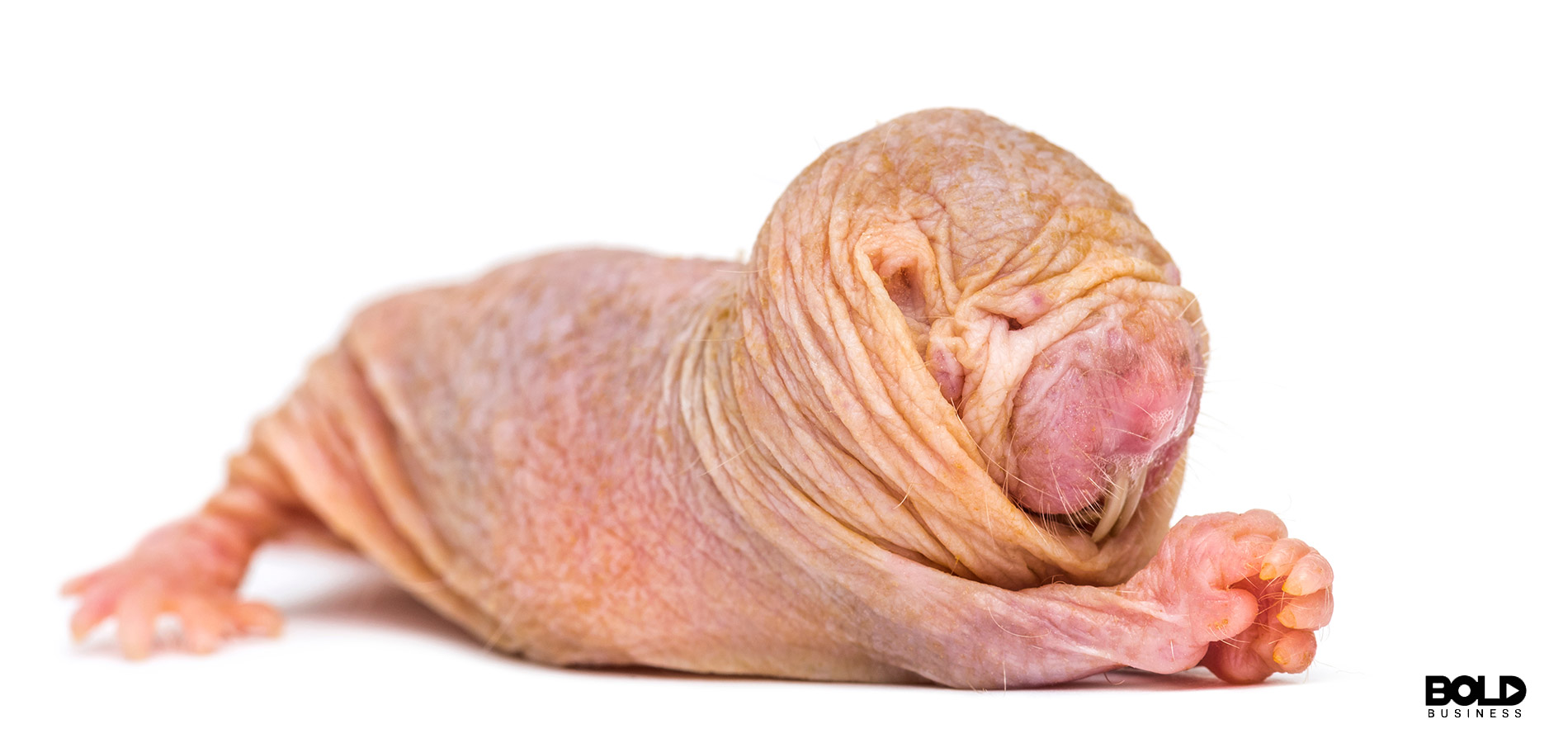 a naked mole rate in all its glory