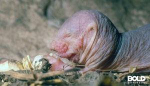a mole rate with anti-aging biochemical mechanisms