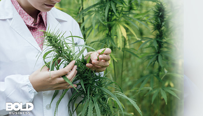 someone examining a marijuana plant