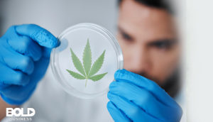 a doctor examining health benefits and risks of cannabis