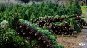 a pile of Washington State University Christmas trees